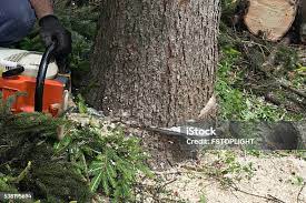 Best Tree Preservation Services  in Amesti, CA