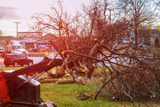 Best Tree Health Inspection  in Amesti, CA