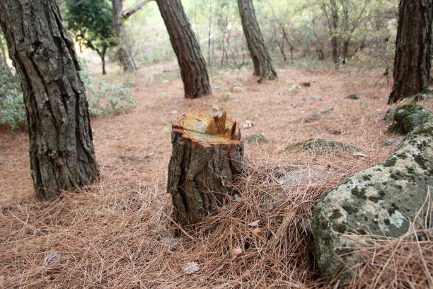 Best Tree Maintenance Programs  in Amesti, CA