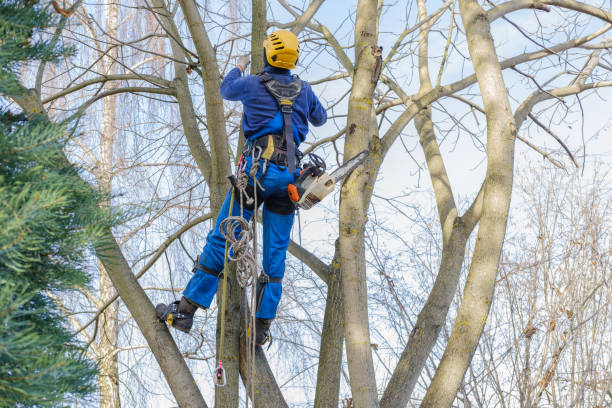 Professional Tree Care in Amesti, CA