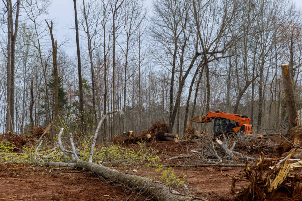 Best Tree Removal  in Amesti, CA