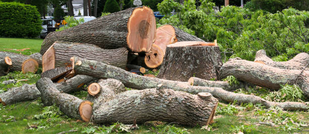 Best Emergency Tree Removal  in Amesti, CA