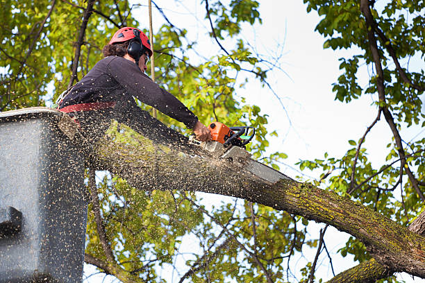 Best Firewood Processing and Delivery  in Amesti, CA