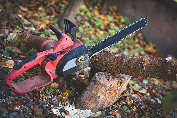 Best Tree Mulching  in Amesti, CA